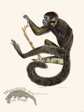 Cuvier 396 Saki Male Black